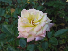 Kos Yellow Rose 2.JPG
